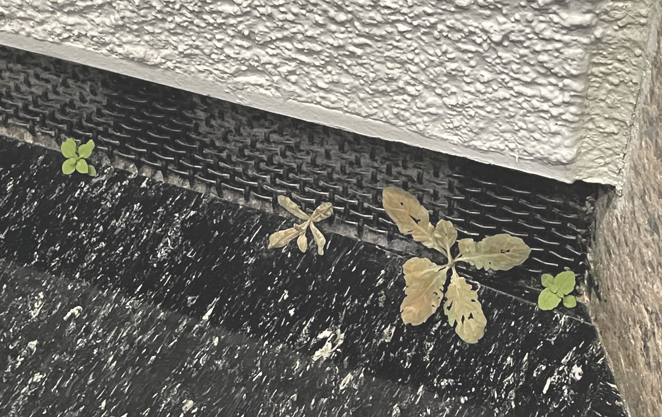 松濤美術館の「須田悦弘」展へ行ってきました