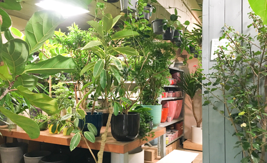 観葉植物を買うのにオススメ、恵比寿のbuzzにお邪魔してきました