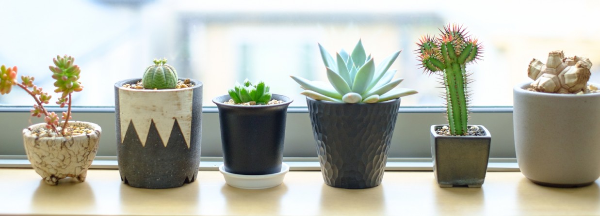 観葉植物とおしゃれな鉢植え