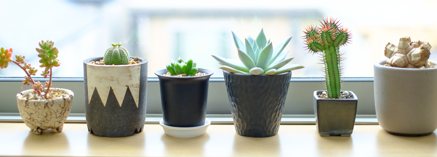 観葉植物とおしゃれな鉢植え
