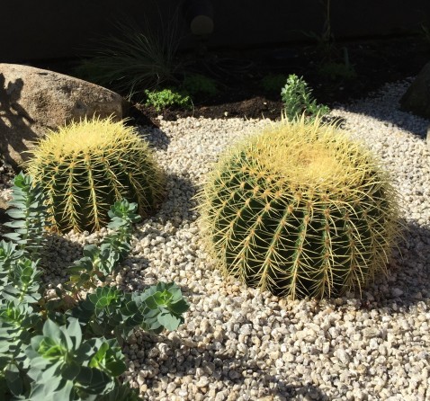 植物がお出迎え