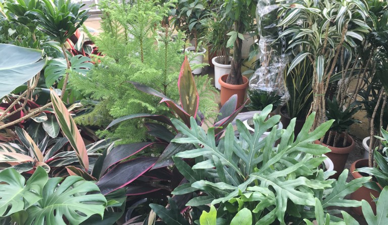 お部屋を彩る観葉植物