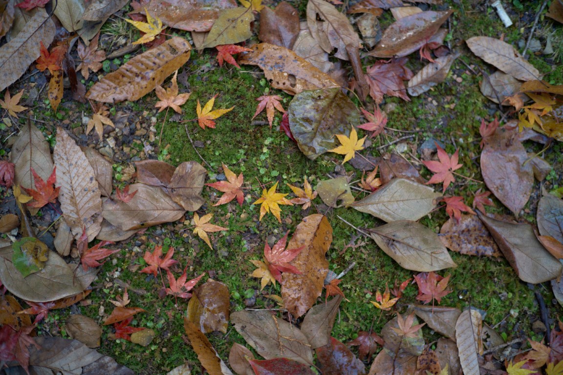 宝ヶ池の紅葉