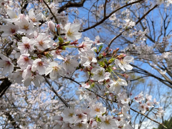 桜、ひらひら