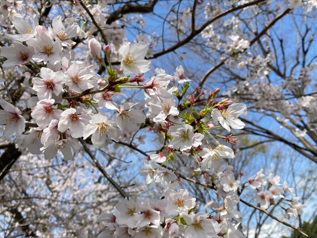 桜、ひらひら
