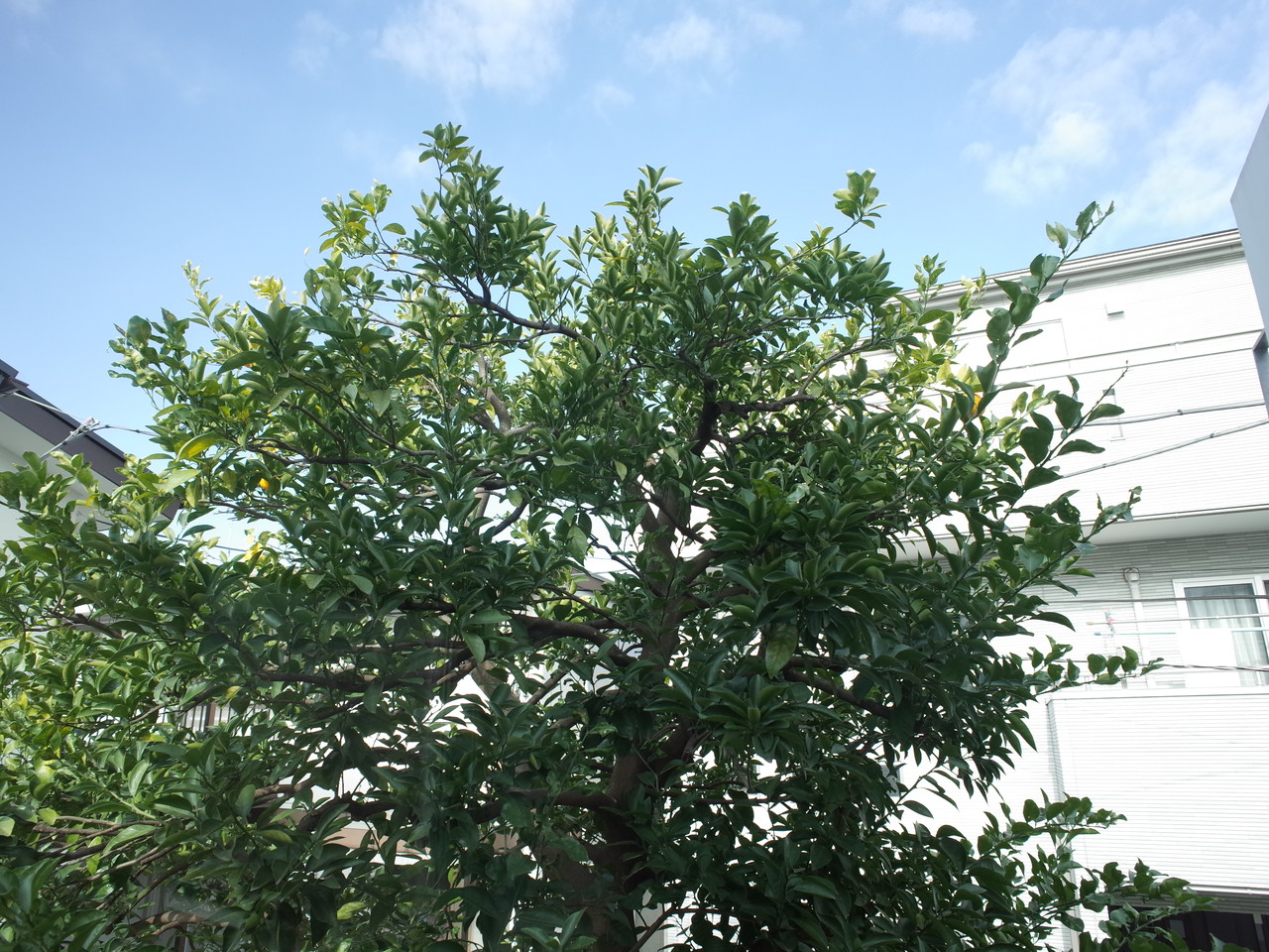 orange houseの写真9